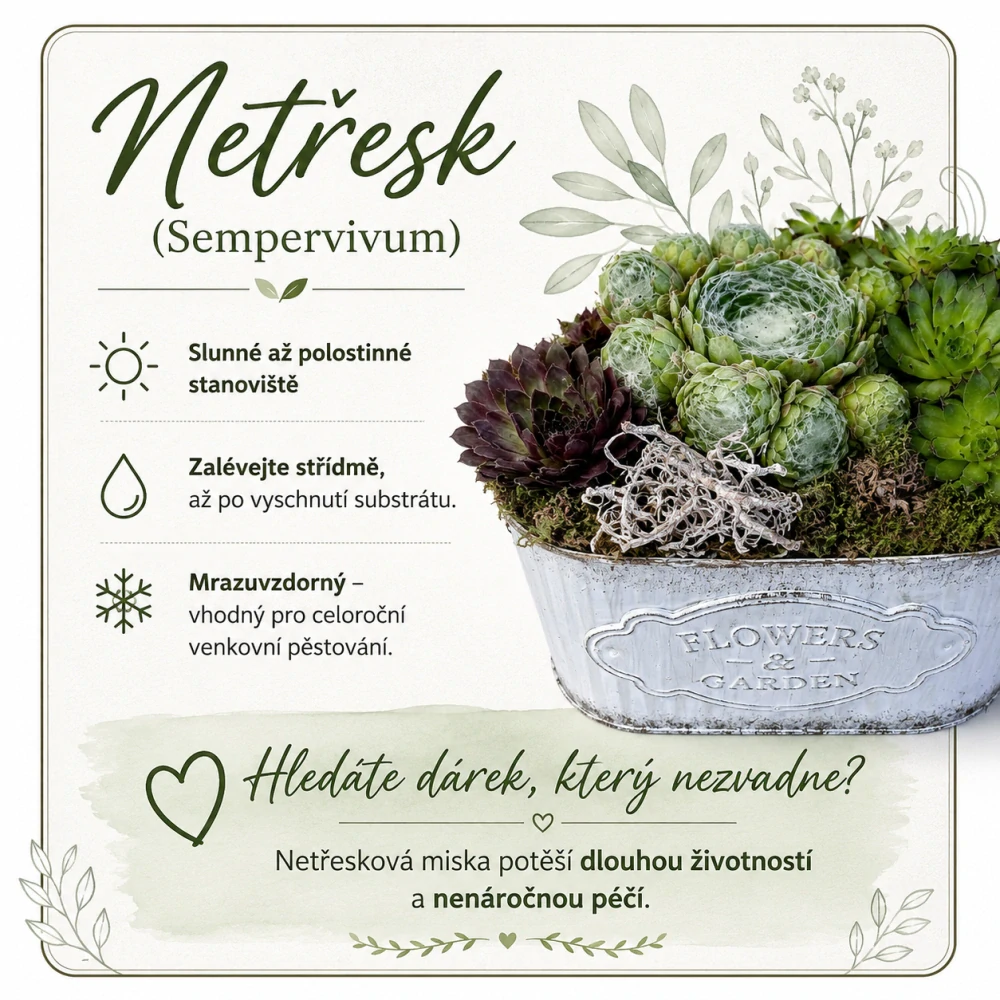 Dekorativní miska s netřesky (Sempervivum) – přírodní krása bez starostí