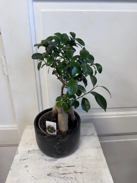 Fíkus Ginseng Bonsai