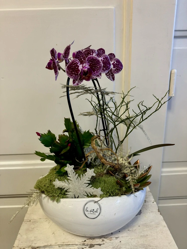 Zimní dekorace s orchidejí v nádobě  4