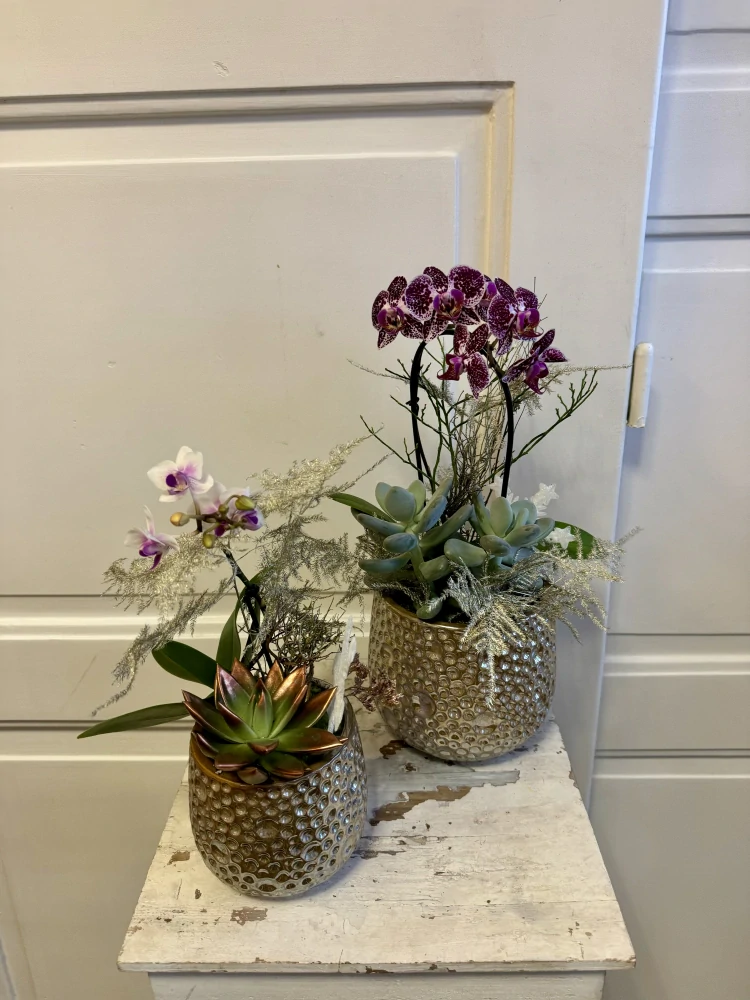 Zimní dekorace s orchidejí v nádobě  malá i velká 