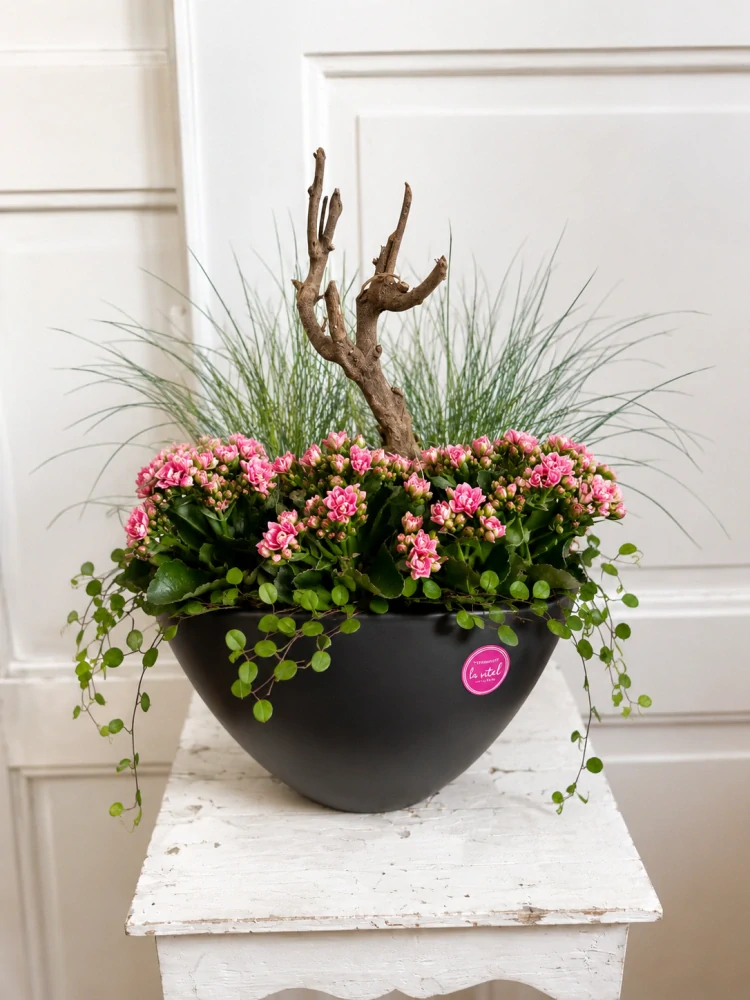 Aranžmá kalanchoe- Natural Balance