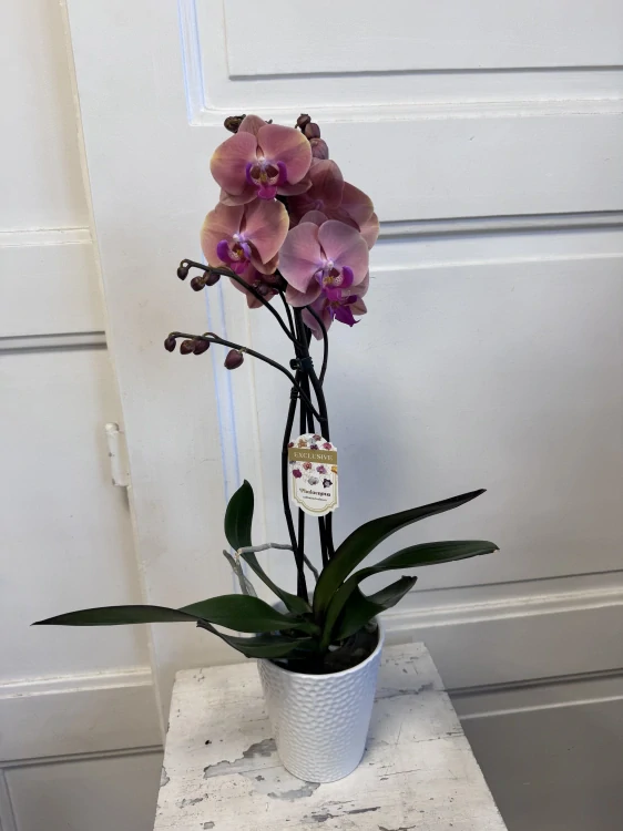 Orchidej Phalaenopsis – nadčasová elegance do každého interiéru