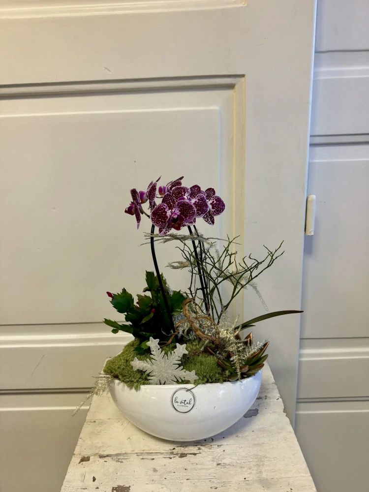Zimní dekorace s orchidejí v nádobě  4