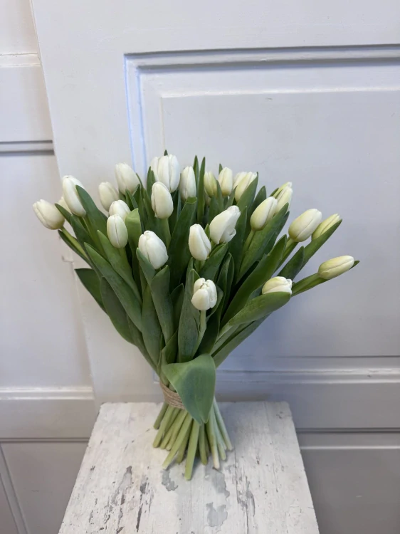 Bílá Něžnost Tulips 