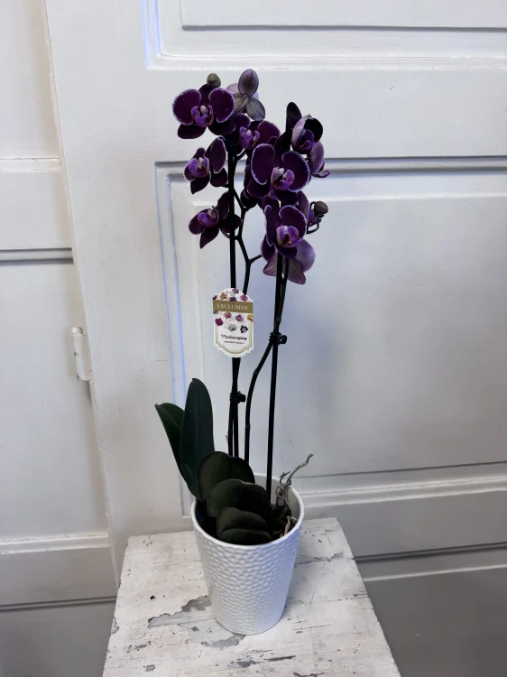 Orchidej Phalaenopsis – nadčasová elegance do každého interiéru