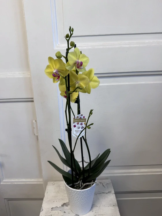 Orchidej Phalaenopsis – nadčasová elegance do každého interiéru