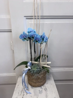 Sesazovaná nádoba s orchidejí