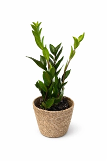 Zamioculcas