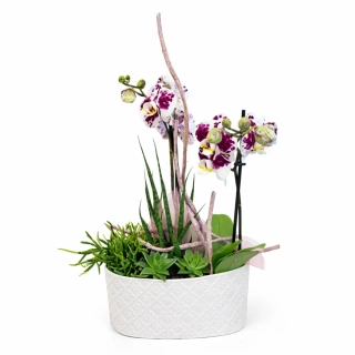 Luxusní orchidej v dekorativní misce