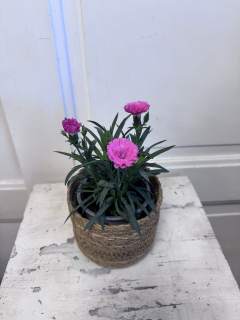 Dianthus - karafiátek 
