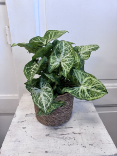 Syngonium White Butterfly