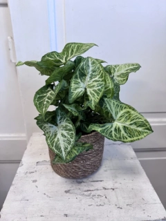 Syngonium White Butterfly