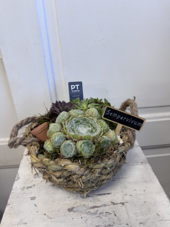 Dekorativní miska s netřesky (Sempervivum) – přírodní krása bez starostí