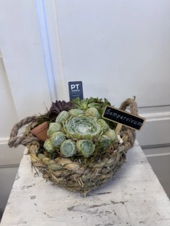 Dekorativní miska s netřesky (Sempervivum) – přírodní krása bez starostí
